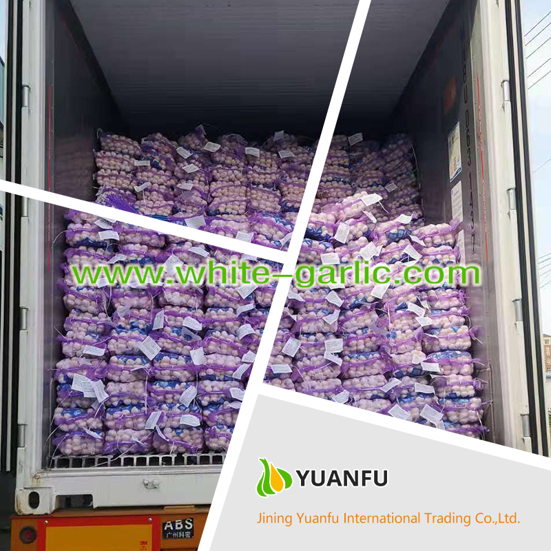 garlic suppliers garlic suppliers